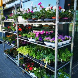 EDEKA Susanne Krüger e.K. in Binz OT Prora - Rienow Blumen